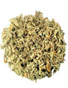 SALVIA
