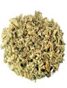SALVIA