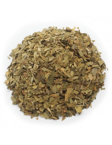 GINKGO BILOBA