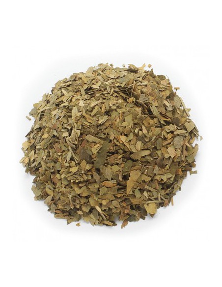 GINKGO BILOBA