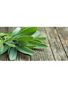 SALVIA 2