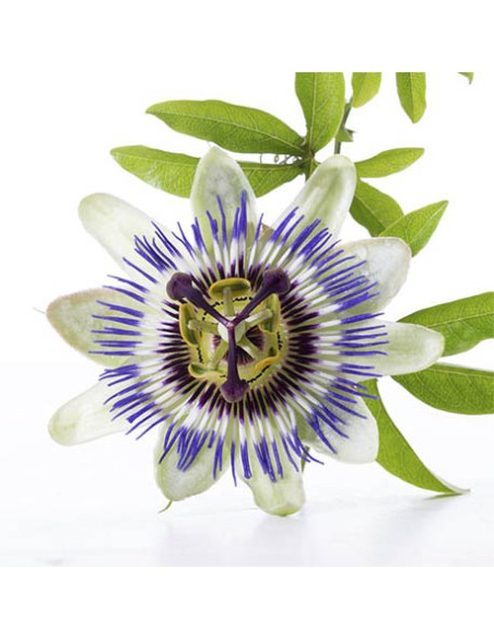 Pasiflora: Relajación Natural, Propiedades y  Beneficios una planta única.