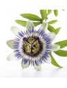 Pasiflora: Relajación Natural, Propiedades y  Beneficios una planta única.